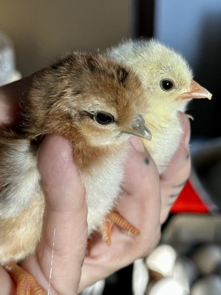 6 ++ Bantam hatching eggs 🐣