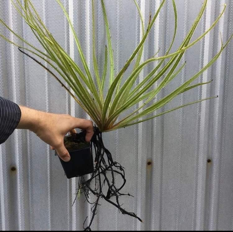 Drosera regia 'Big Easy'. Rare Cultivar! Potted To Select States. Heat Pck Avail