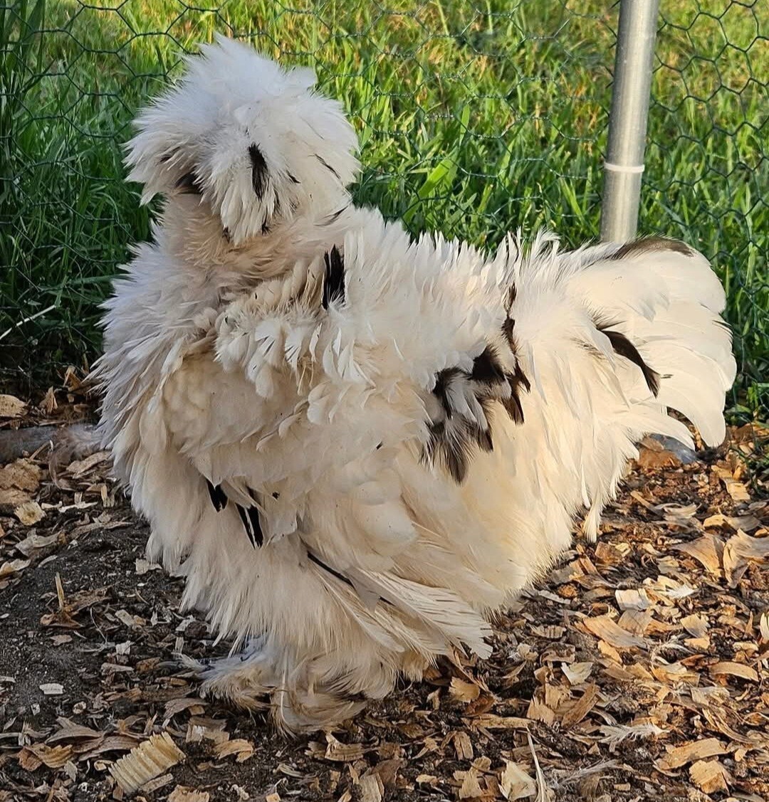 12+ Silkie, Satin, Frizzle Show Quality Hatching Eggs, NPIP Cert