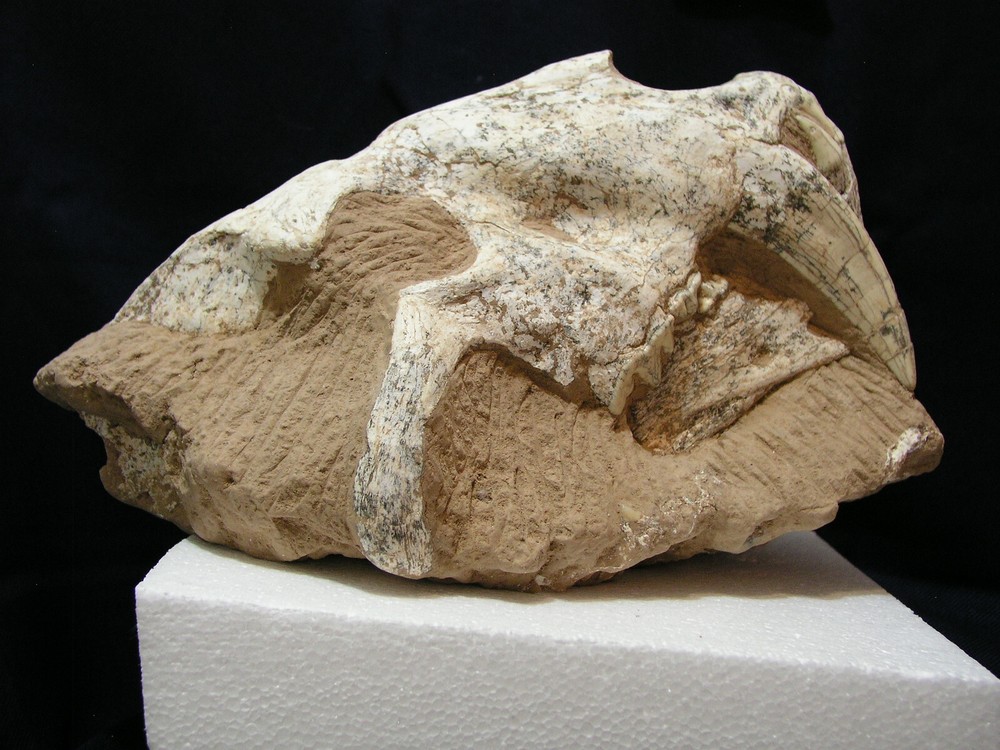 Authentic  Saber-Tooth  skull  matrix