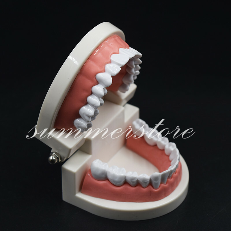 1 Pc Dental Teaching Study Adult Standard Typodont Demonstration Teeth Model