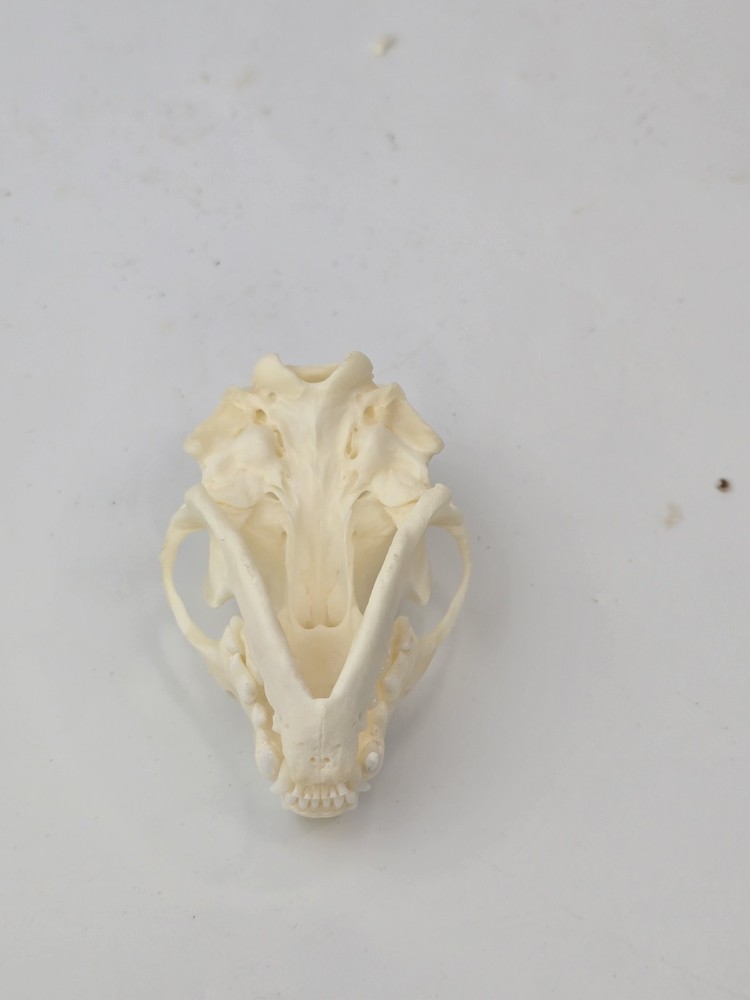 Real Striped Skunk Skull - Mephitis mephitis - American Sourced