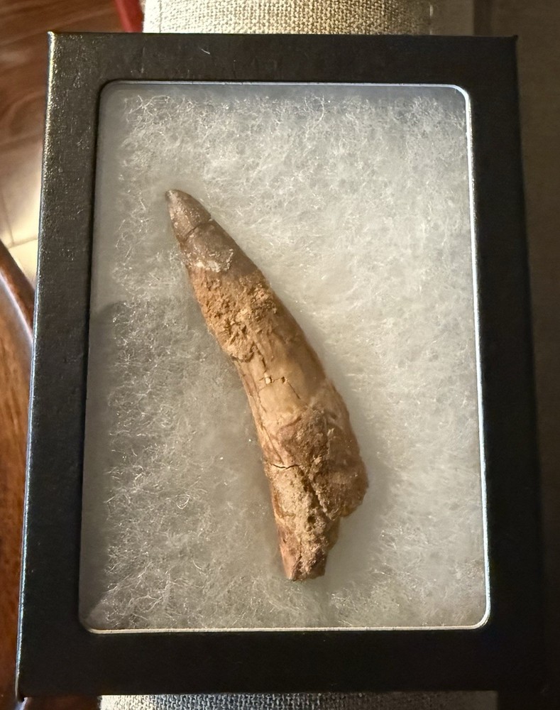 plesiosaur tooth