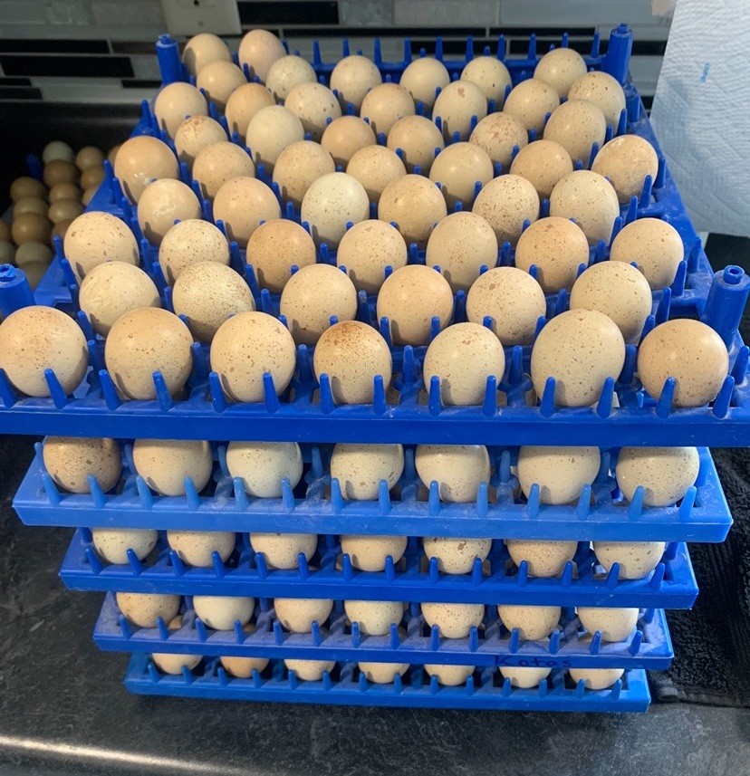 100+ chukar hatching Eggs