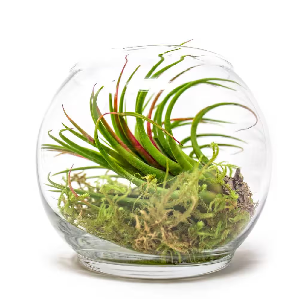 Air Plants Assorted (6-Pack)