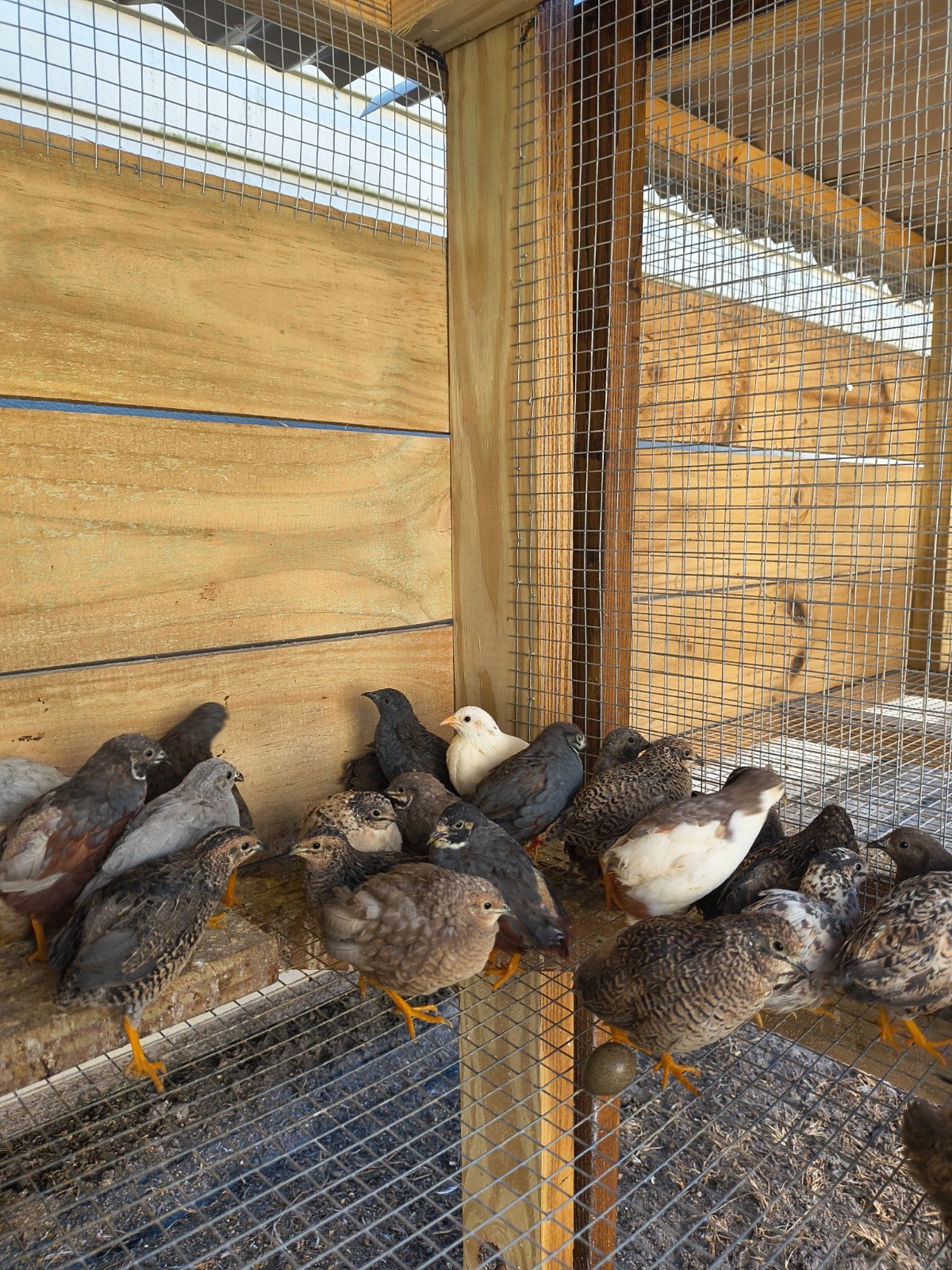 BOGO SALE- buy 12+ Button quail hatching eggs get 12 FREE