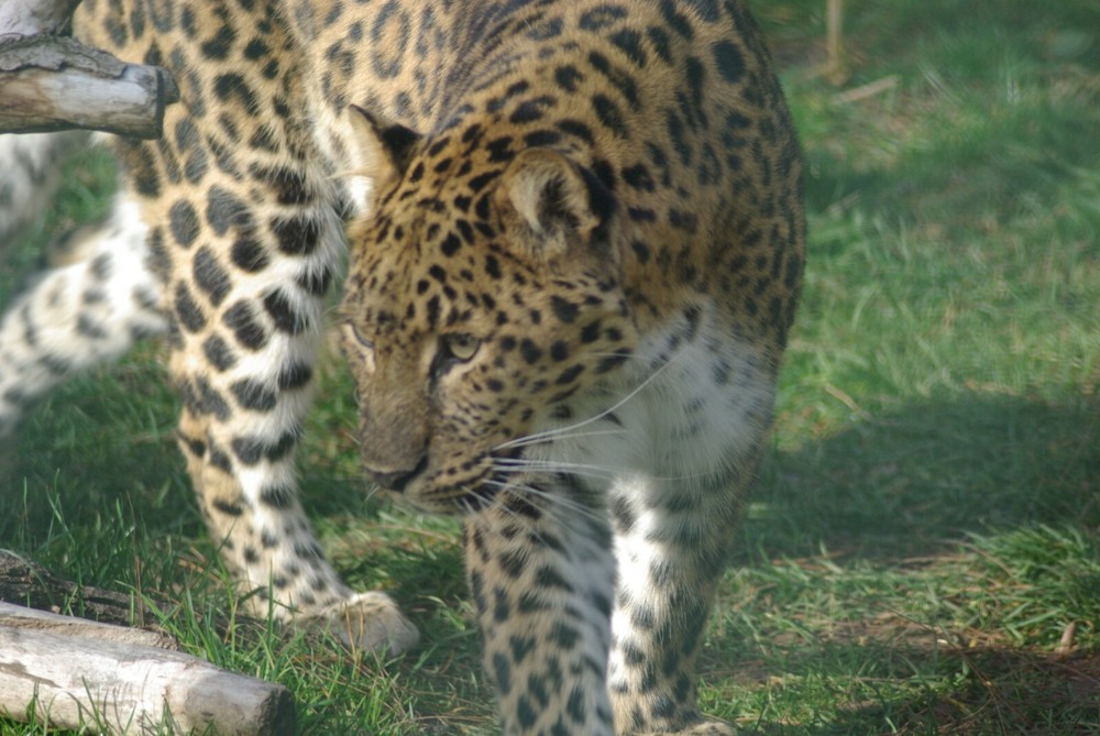 Amur Leopard Taxidermy Reference Photo Cd