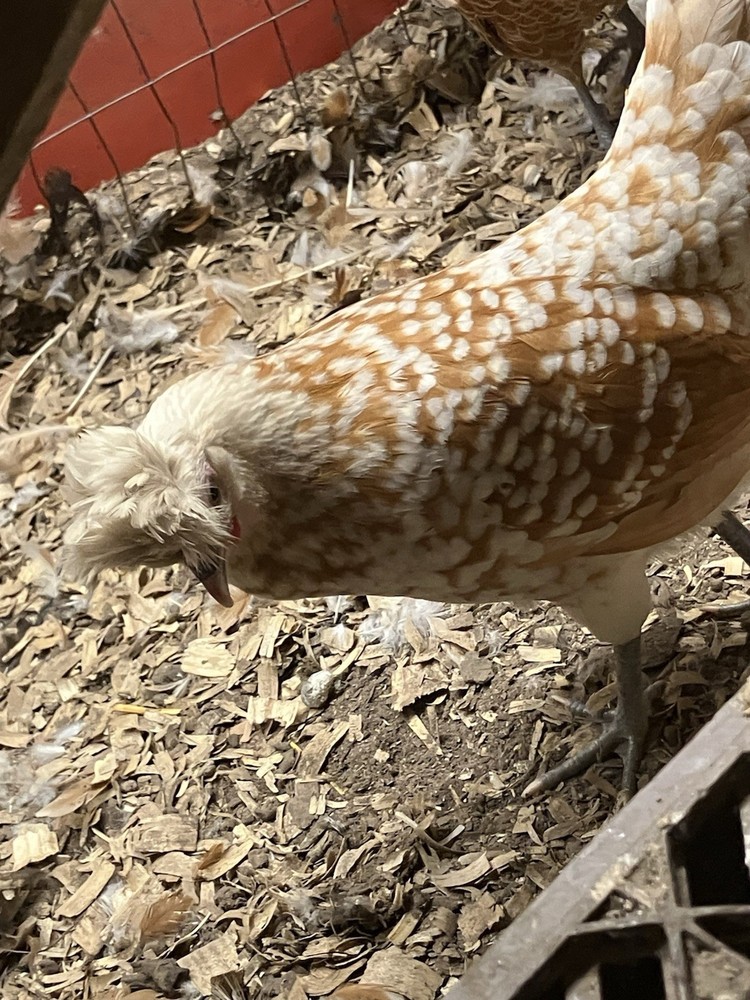 3+extras Chamois Spangled Appenzeller Spitzhauben Hatching Eggs 🥚🥚🐣🐣🐣🥚🥚