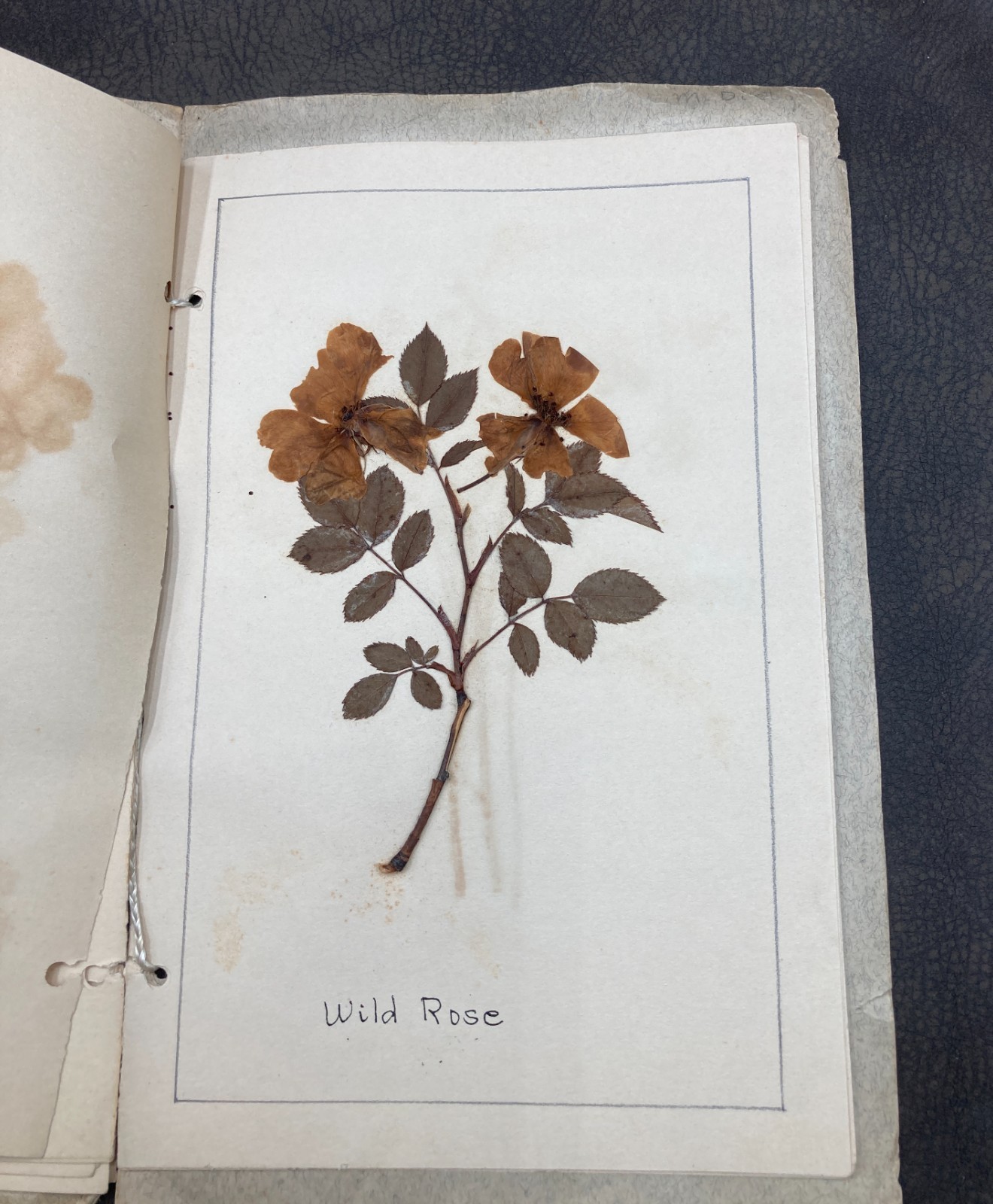 Antique 1930 Child's Botanical Pressed Flower Plant Specimen School Project Book