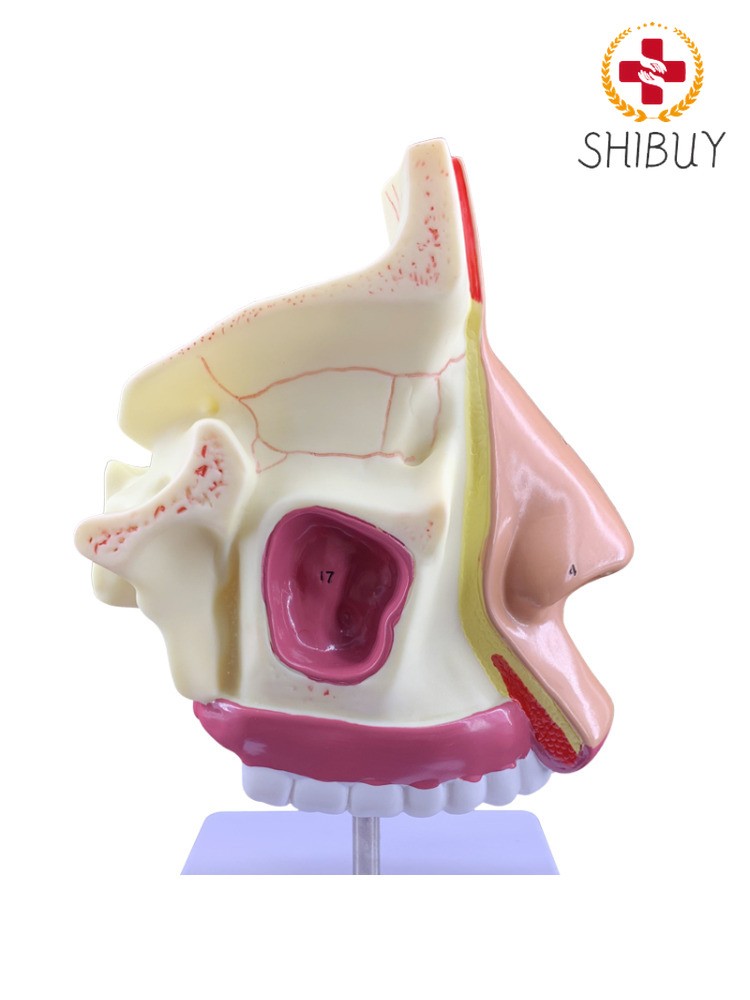 Marked with Human Nasal Cavity Anatomical Model Accessory Frontal Sinus Model