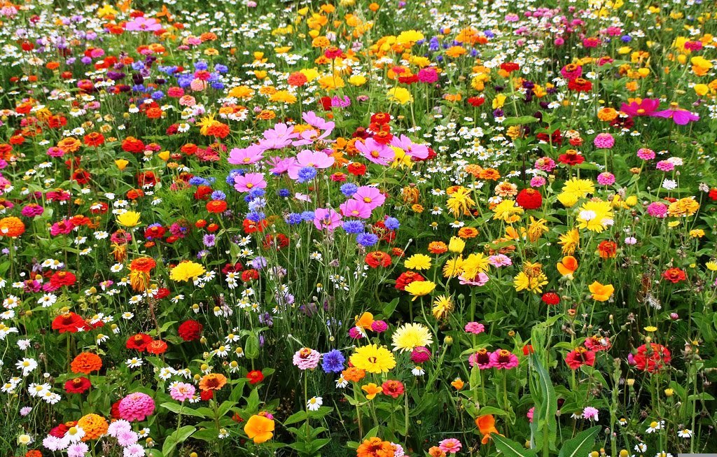 All Perennial Wildflower Mix, 15 Species Flowers, Variety Sizes, Easy Grow