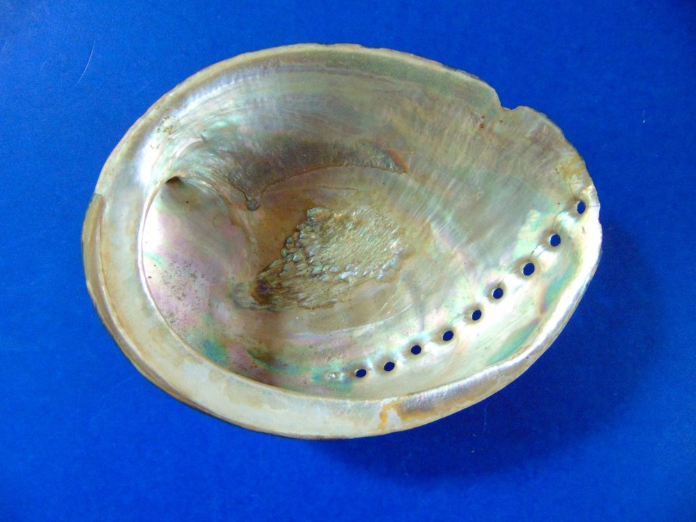 Lot of 4 Seashells