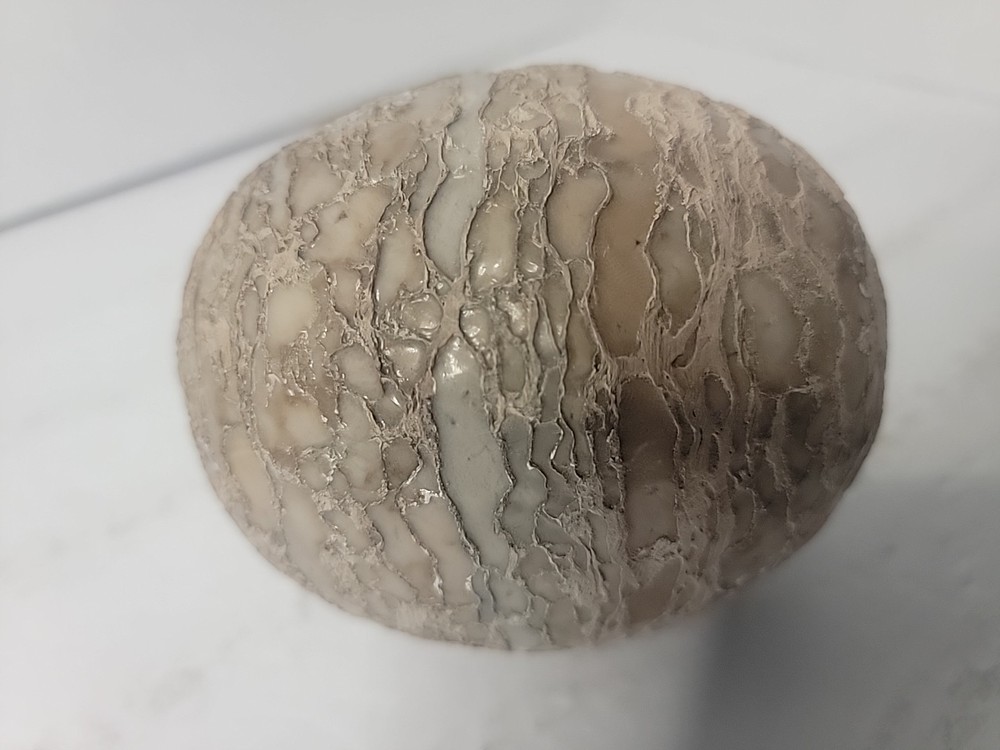 Dinosaur Egg Fossilized Crystallized Fossil QQ