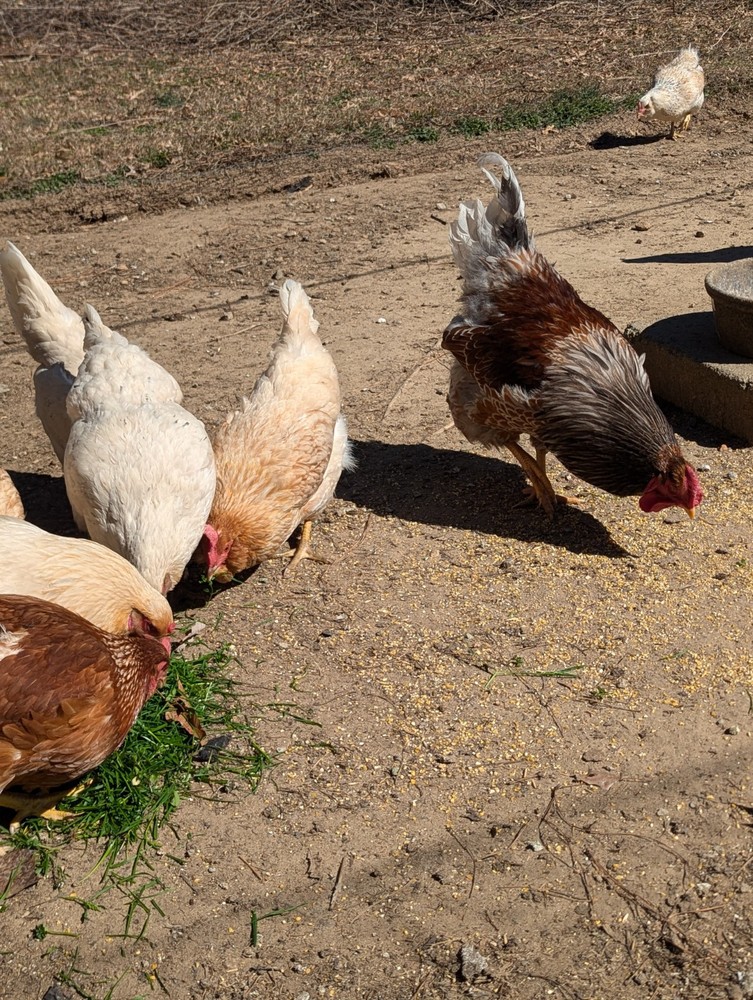 10+ WHITING TRUE GREEN Egger CHICKEN HATCHING EGGS 300+EGGS PER YEAR