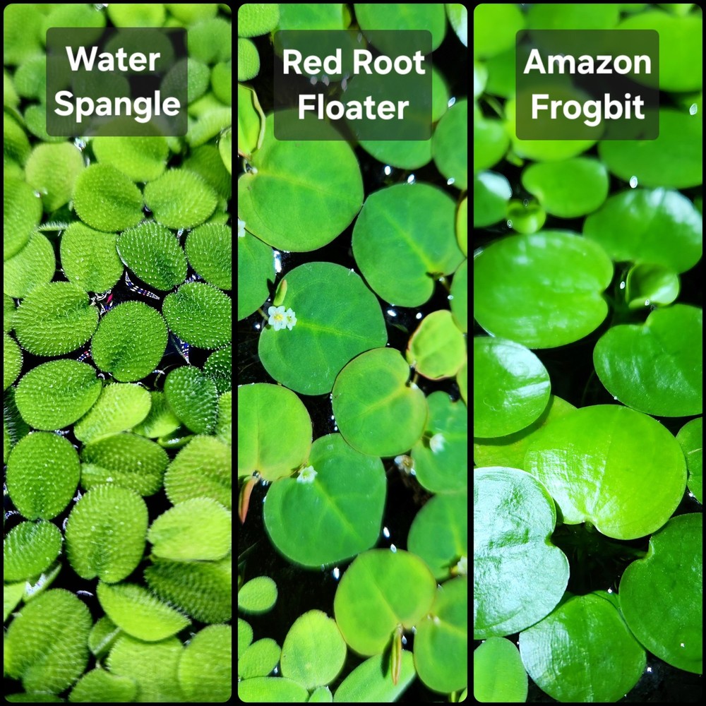 Aquarium Floating Plants 3 Combo - Amazon Frogbit, Red Root & Water Spangle