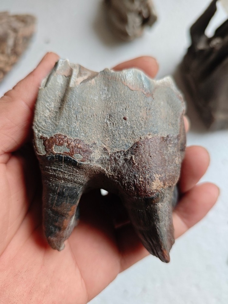 Ice Age Tooth Fossils - Ancient Fossil Specimens about