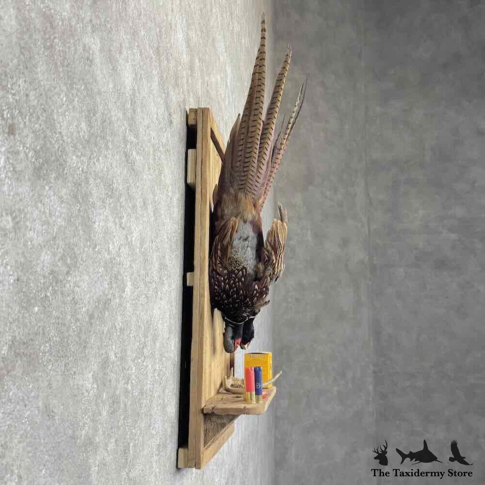 #31693 P | Ringneck Pheasant Taxidermy Bird Display For Sale