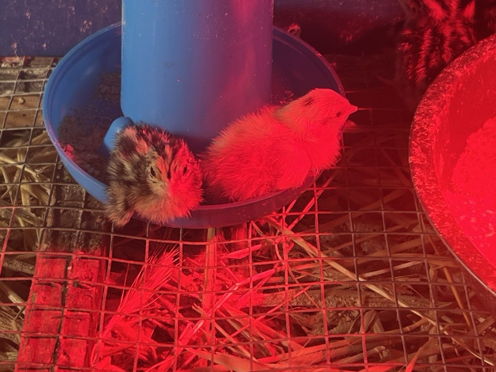 42 + 6 Extra Hatching Coturnix Jumbo Quail