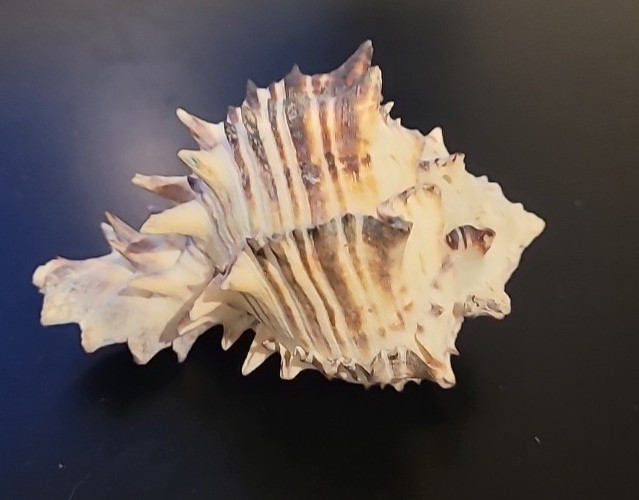 Ramose Murex ramosus Seashell  Sea Shell  4" Wide
