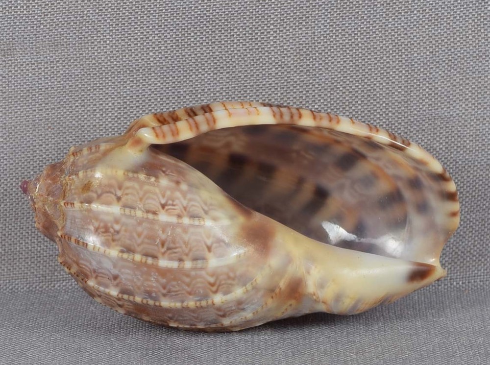 SEASHELL HARPA AMOURETTA Gem 51 mm