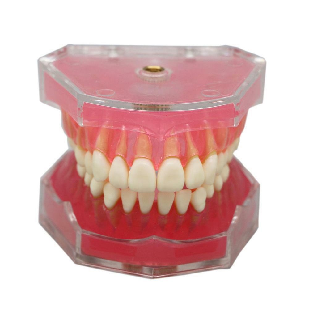 Dental Orthodontic Typodont Plastic Teeth Model 4004 Removable Teeth Standard