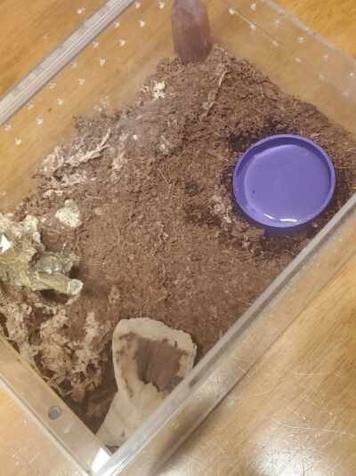 Tarantula Water Dish 3d Printed