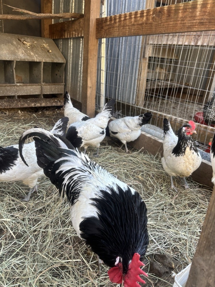 10+ Silver Lakenvelder Hatching Eggs