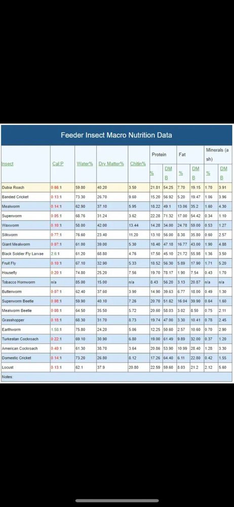 Dubia Roaches Multiple Sizes Free Shipping On All Orders