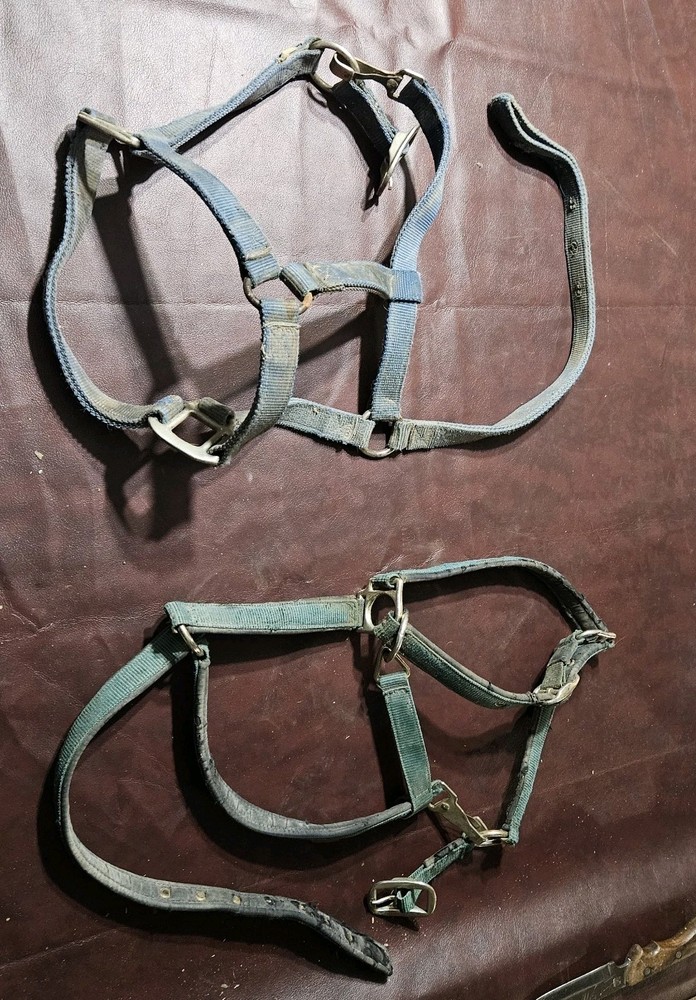 Two Yearling Medium Horse Leather Double Poly Stitched Halter