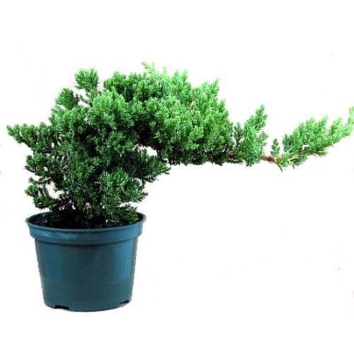 Juniper Pre Bonsai in 4 inch pot