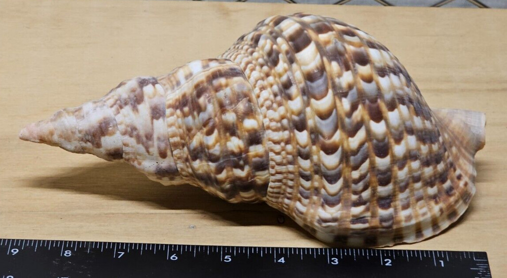 Large Triton Decorative Shell Seashell Table Top Centerpiece 7-8"