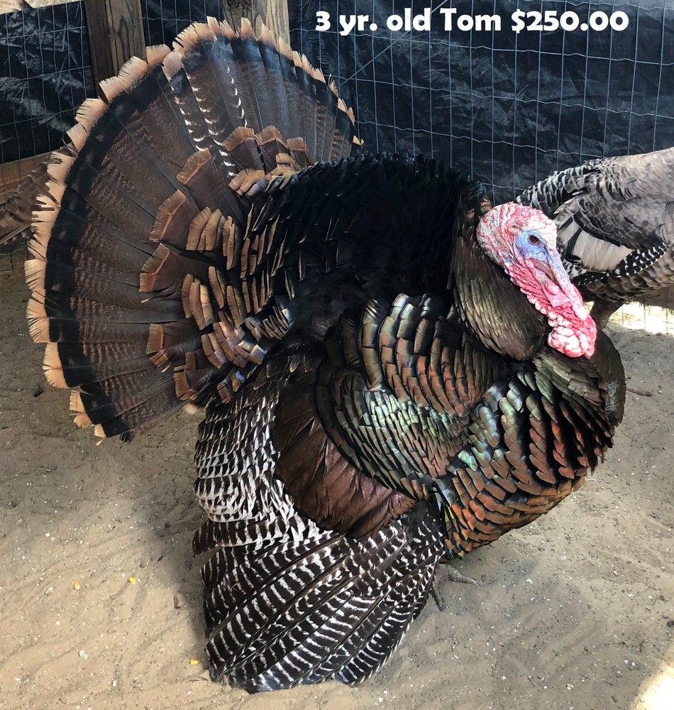 Osceola Turkey Hatching Eggs (One Dozen)