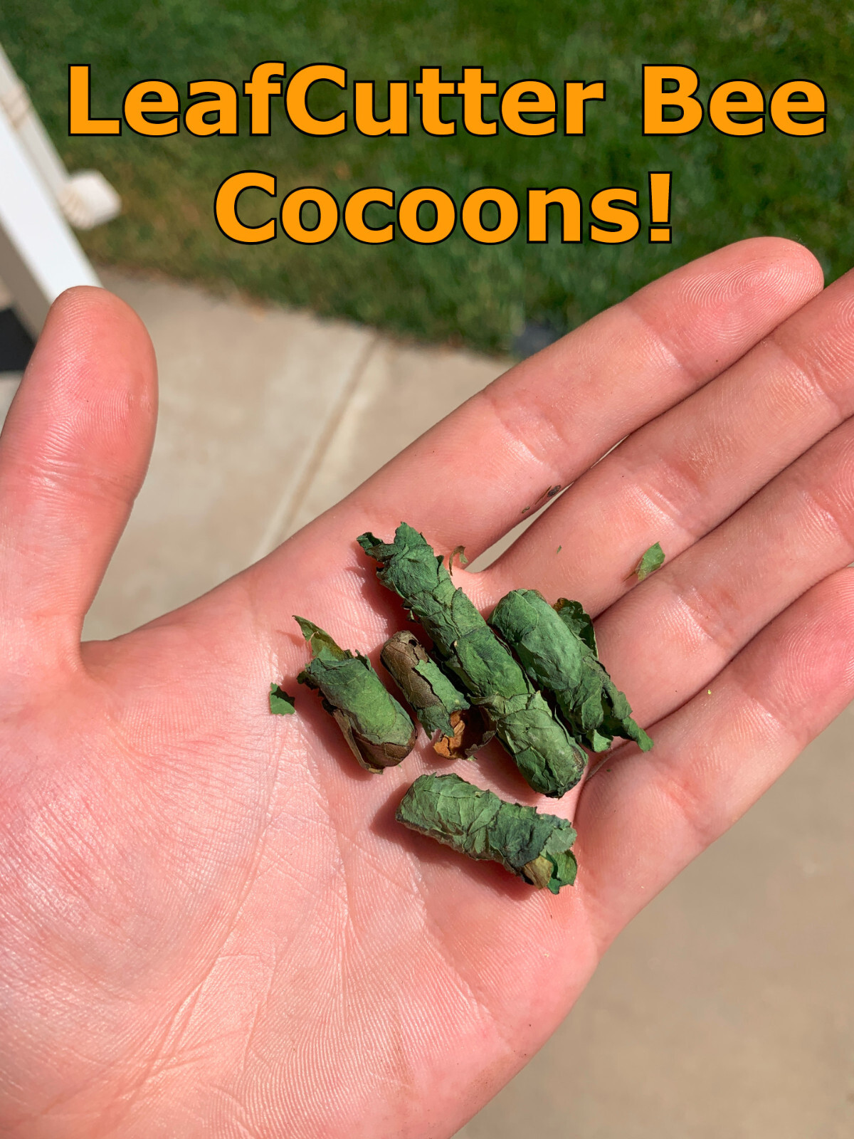 Native Bee House/Hotel