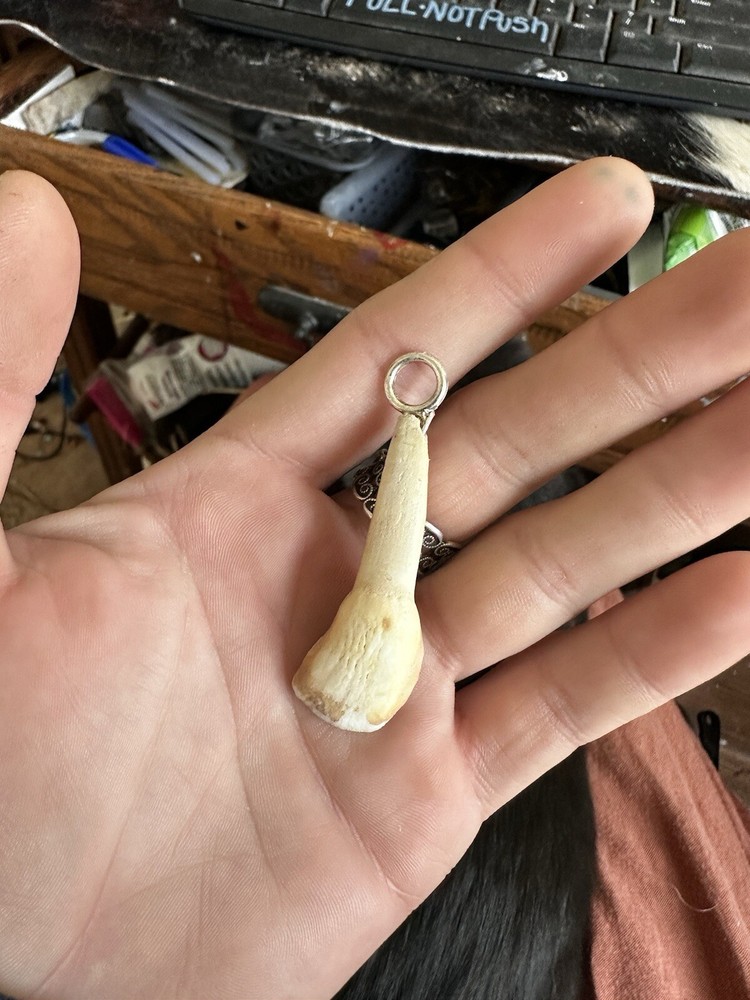 Cow Tooth Pendant