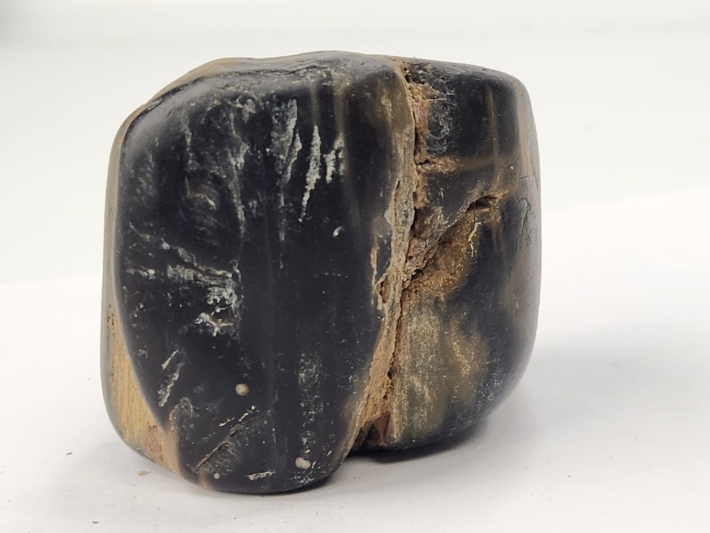 Petrified Wood Section - Unknown Age and Locality
