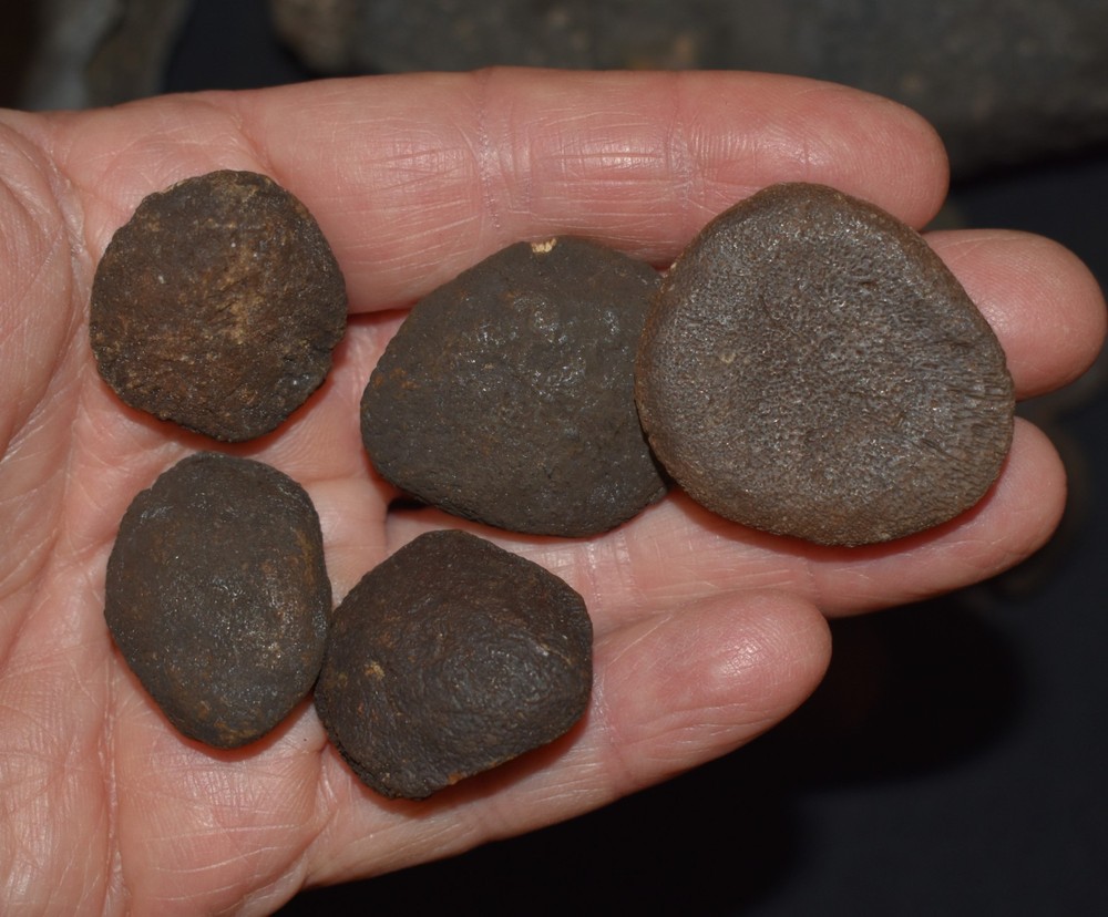 HUGE Fossil GIANT TORTOISE SHELL SECTIONS W/ 30 Osteoderms and 2 Fighting Spurs