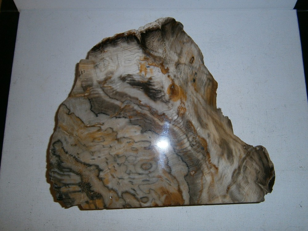 Petrified Wood Specimen