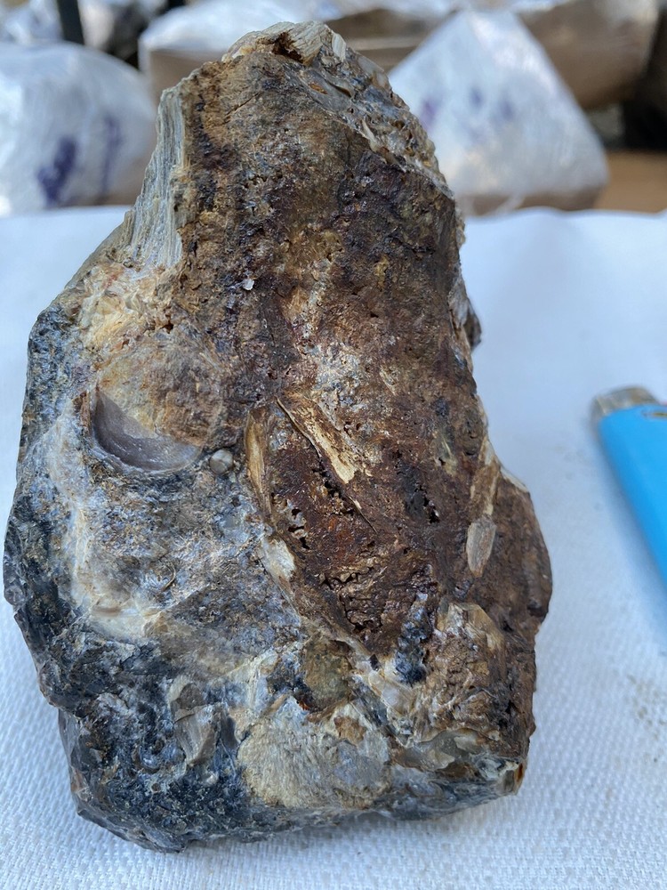Fossilized And Opalized Fossils