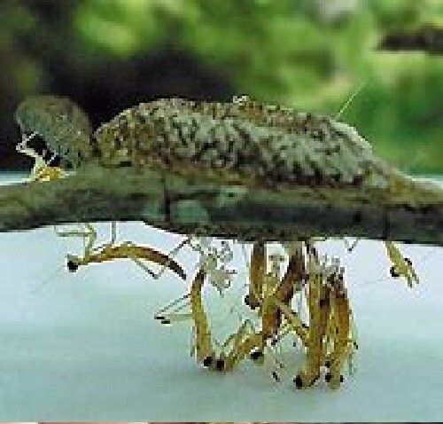 Two Freshly Harvested Carolina Praying Mantis Eggs 2 Fresh Picked 2026 season.