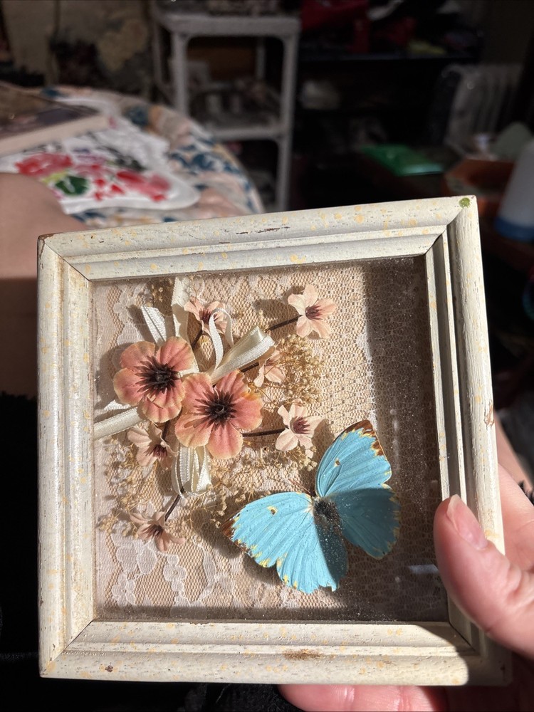Butterfly Specimen Square Shadow Box