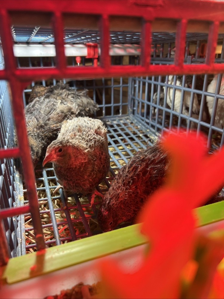 42 + 6 Extra Hatching Coturnix Jumbo Quail