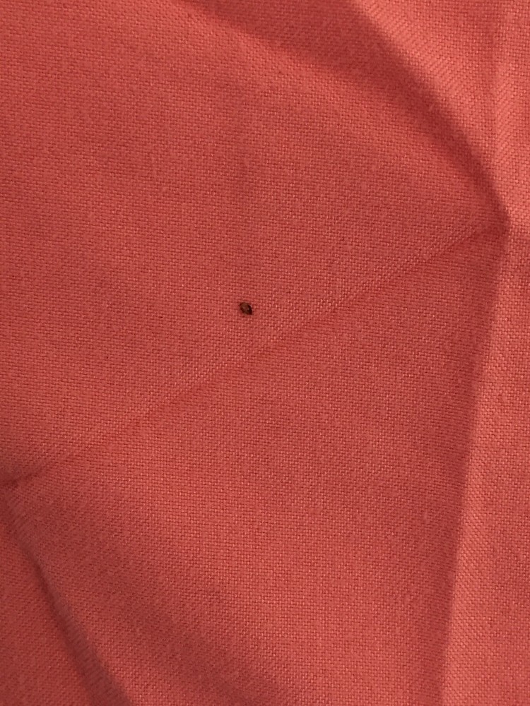 Room Essentials Sheet Fitted Twin Orange Polyester Fully Elasticized 2 Pockets