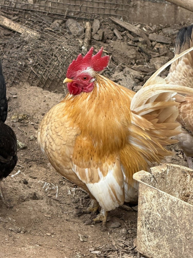 10 +  small Serama Chicken Hatching Eggs