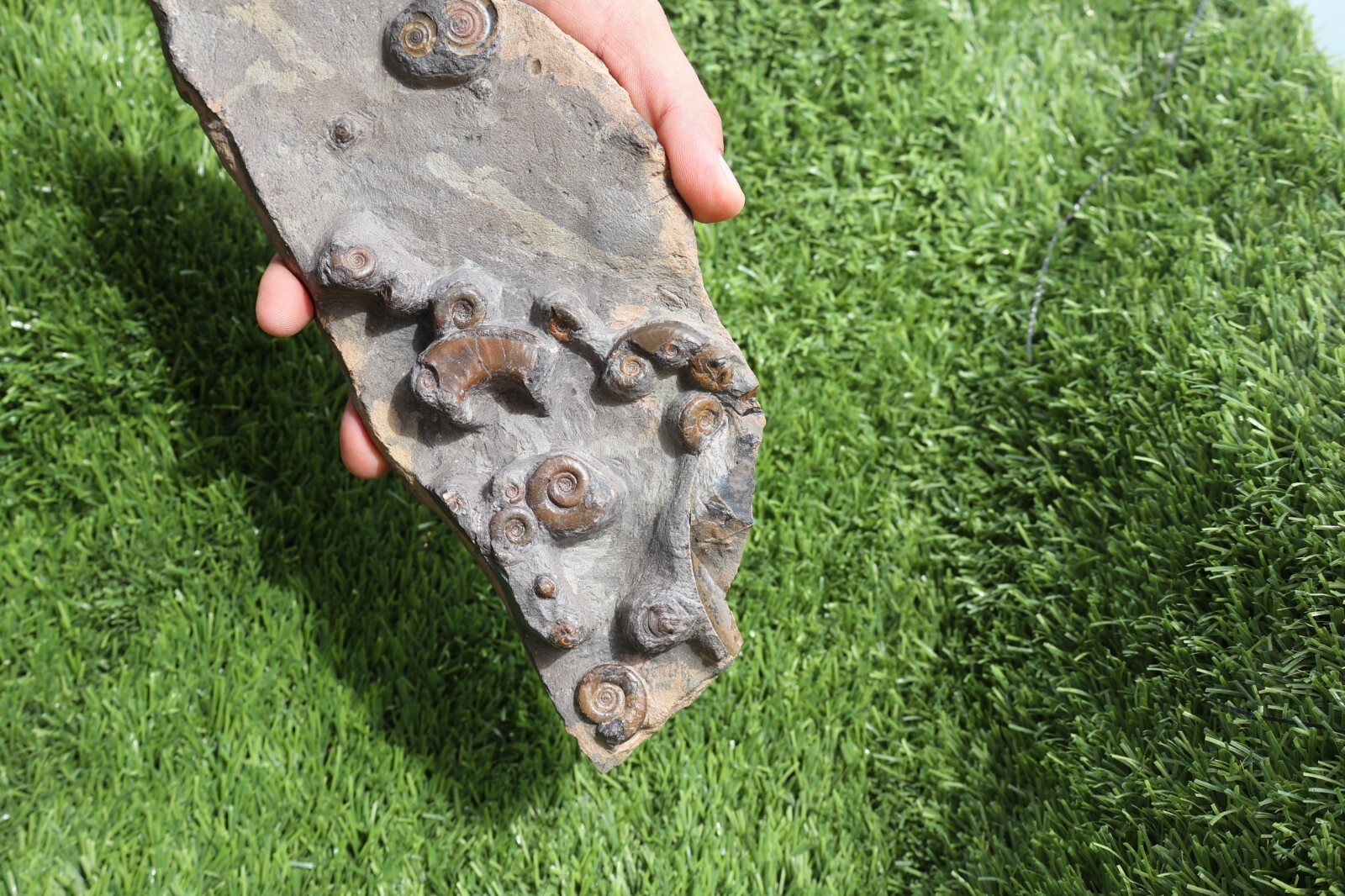 Rare Platyclymenia & Goniatites Fossil Plate – Moroccan Ammonites, Collector Spe