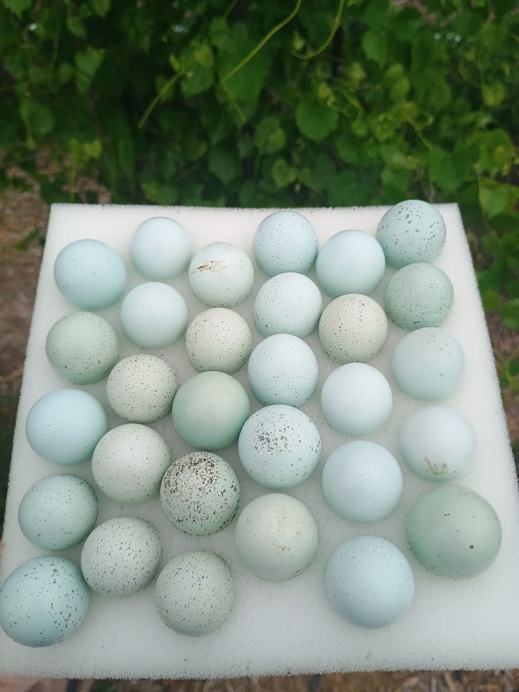 25 Celadon quail Hatching Eggs plus extras, beautiful colors