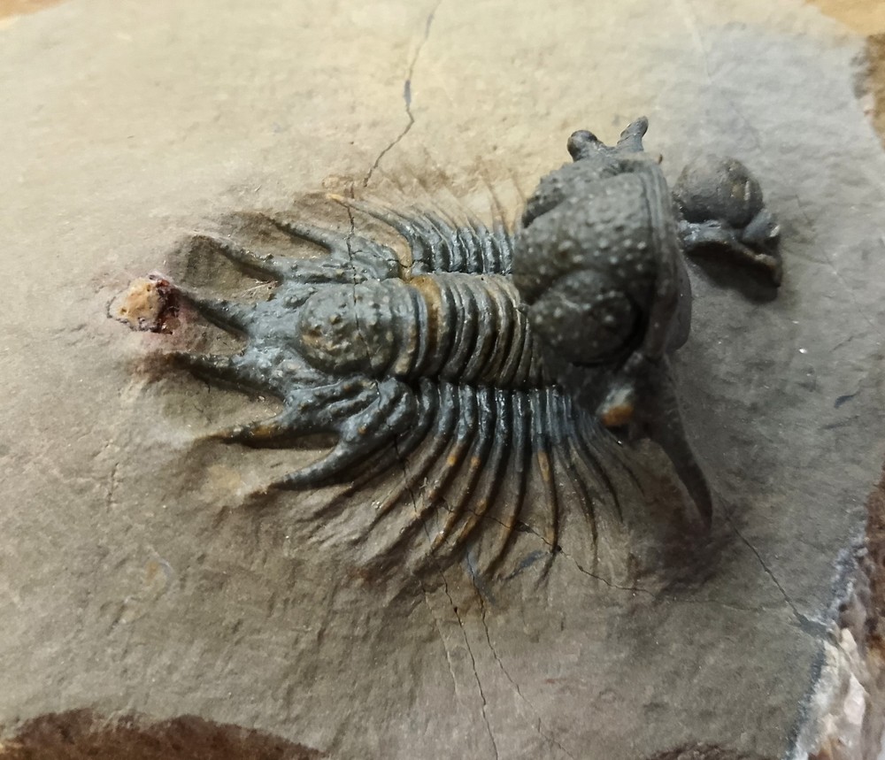 Extremely rare Acanthopyge Sp. Lower Devonian trilobite from Atchana Morocco