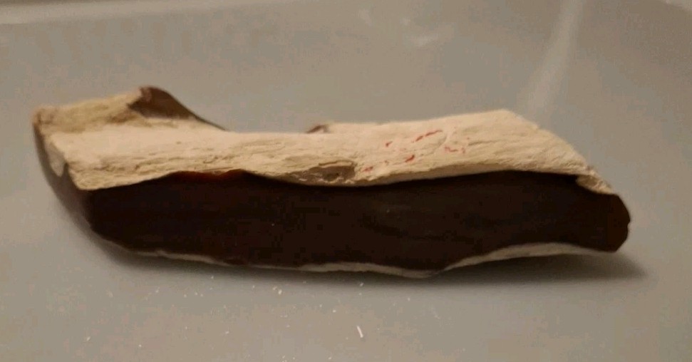Fossilized Wood Polished