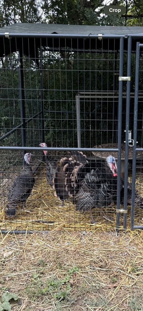 6 Eastern Wild Turkey Hatching Eggs