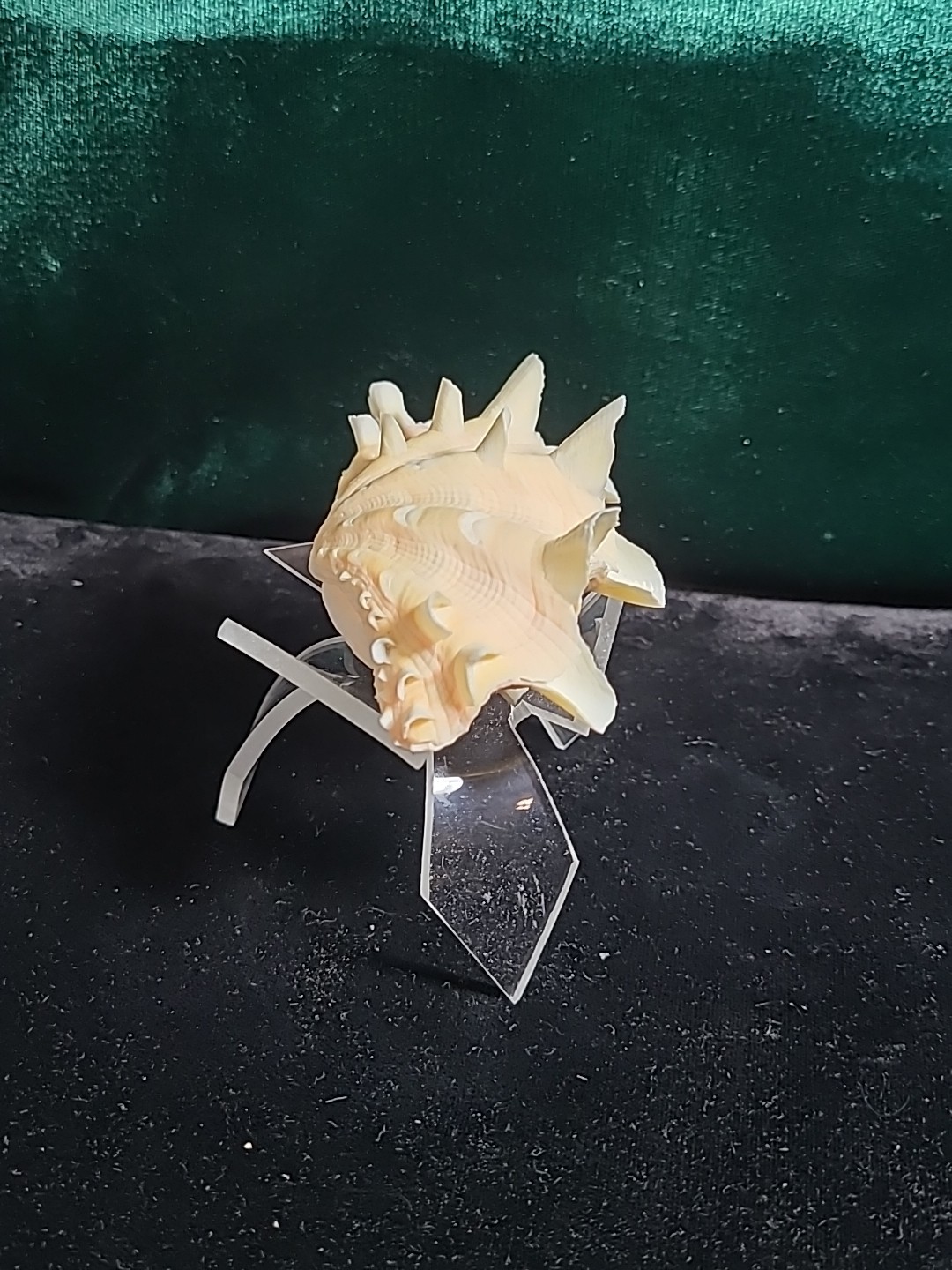 Vintage Whole Tridacna Squamosa Clam Shell Small Fan