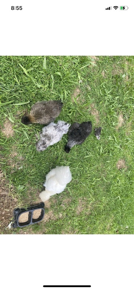 12 Bearded Silkie Hatching Eggs